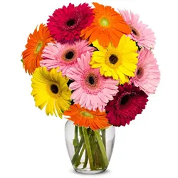 Online Mixed Gerberas in Glass Vase
