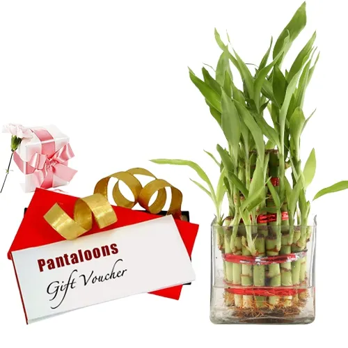 Lucky Bamboo Plant and Pantaloons Voucher