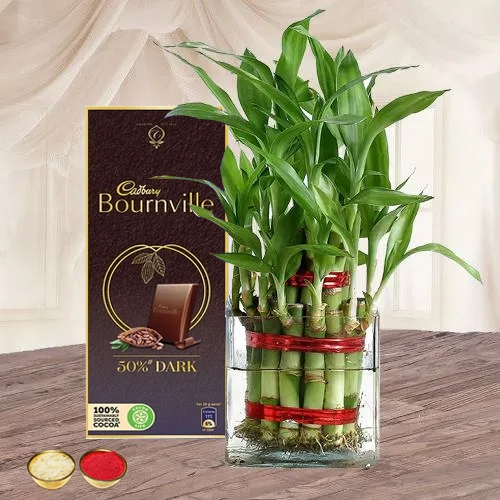 Gift of Lucky Bamboo Plant n Cadbury Chocolate