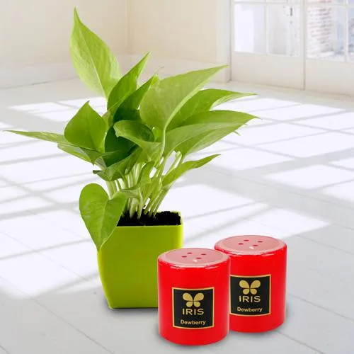 Lovely Money Plant in Plastic Pot N Iris Aroma Pillar Candle