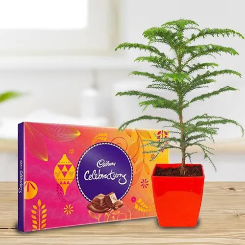 Exclusive Araucaria Potted Plant N Cadbury Celebrations Gift Pack