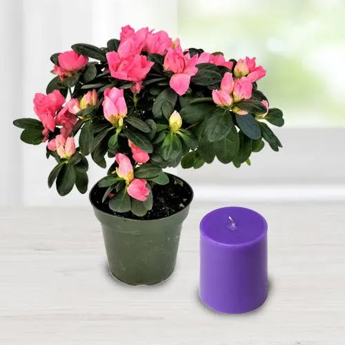 Alluring Agelia Flowering Potted Plant N Iris Aroma Pillar Candle