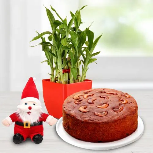 Wonderful Lucky Bamboo Plant with Plum Cake n Santa Claus Cap