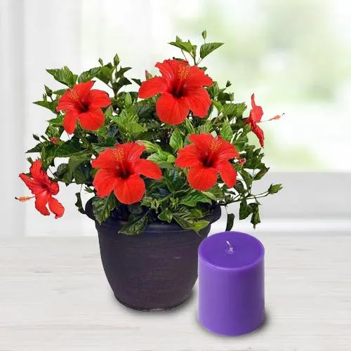 Stunning Hibiscus Potted Plant N Aroma Pillar Candle