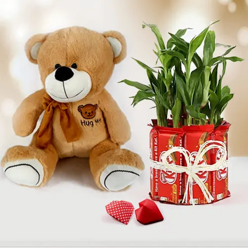 Wonderful Teddy with Chocolate n Lucky Bamboo Plant