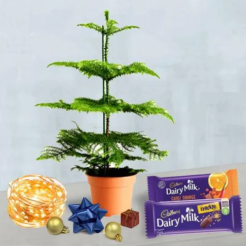 Lovely Gift of a Live Christmas Plant, String Lights n Cadbury Chocolates