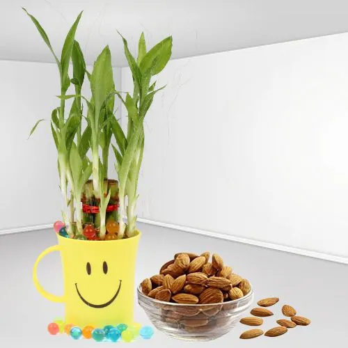 Give Lucky Bamboo Plant with Almond n Coffee Mug
