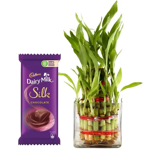 Shop for Lucky Bamboo Plant with Cadbury Silk Chocolate Bar