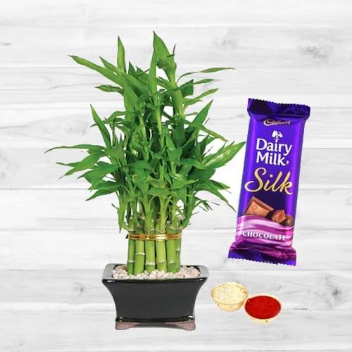 2 Tier Bamboo Plant N Cadbury Silk