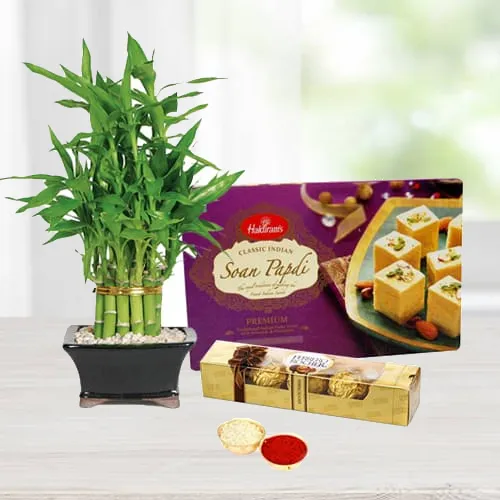 Bamboo Plant with Ferrero Rocher Chocos N Soan Papdi