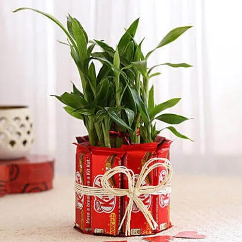 Premium Lucky Bamboo Plant with Nestle KitKat Chocolates