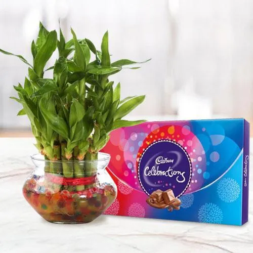 Marvelous 2 Tier Lucky Bamboo Plant N Cadbury Celebrations