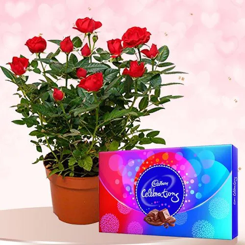 Magnificent Gift of Rose Planter n Cadbury Celebrations