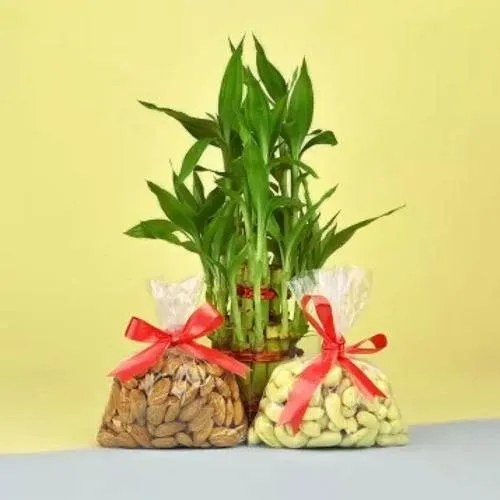 Decorative Lucky Bamboo Plant N Mixed Dry Fruits Pack<br>