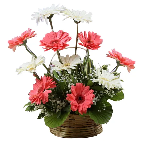 Send 15 Assorted Gerberas Bouquet