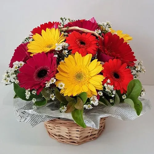 Deliver 12 Mixed Gerberas Basket