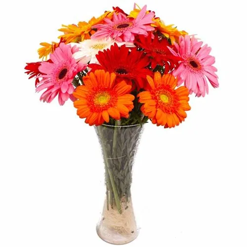 Send Assorted Gerberas Kept in Vase Online
