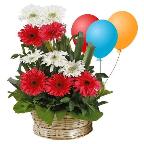 Graceful and Gorgeous Mixed Gerberas with Balloons
