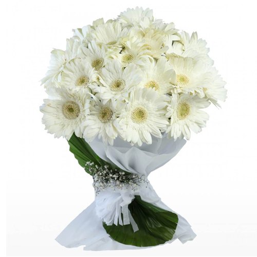 Tender White Gerberas Bunch with Fillers
