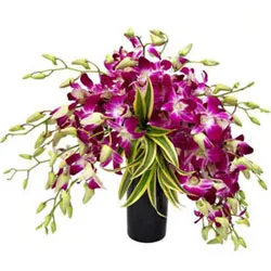 Send Orchids in Glass Vase