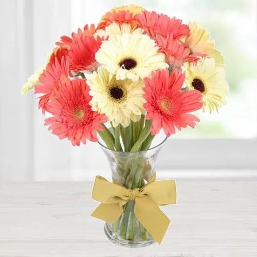 White N Reddish Pink Gerberas in a Glass Vase