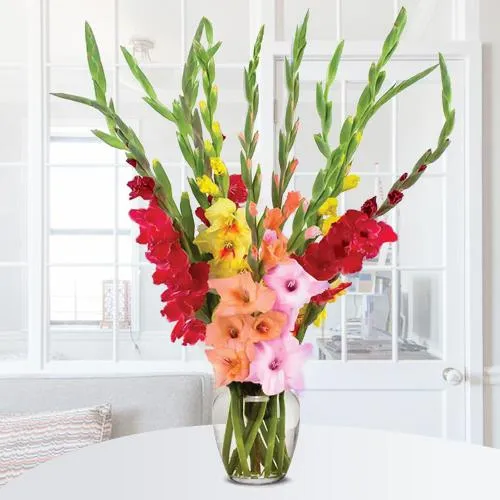 Deliver Mixed Color Gladiolus in Glass Vase