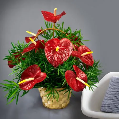 Send Basket of Hearty Red Anthodiums