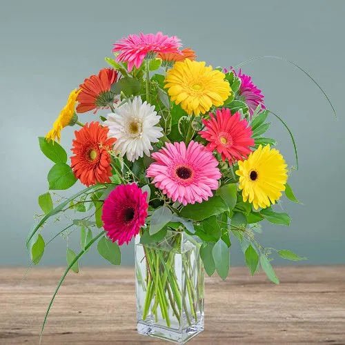Gift Assorted Gerberas in a Glass Vase