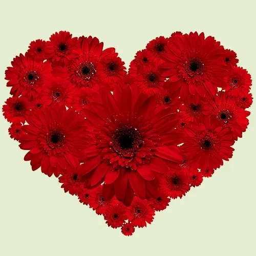 Deliver Online Heart Shape Arrangement of Red Gerberas