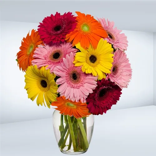 Book Colorful Gerberas in Glass Vase Online