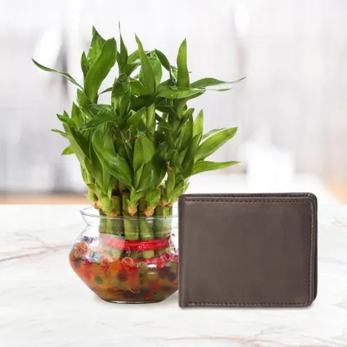 Lucky Mens Brown Leather Wallet from Rich Born with a 2 Tier Lucky Bamboo Plant for Good Luck