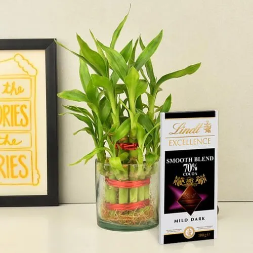 Buy 2 Tier Lucky Bamboo Plant with Lindt Excellence Chocolate