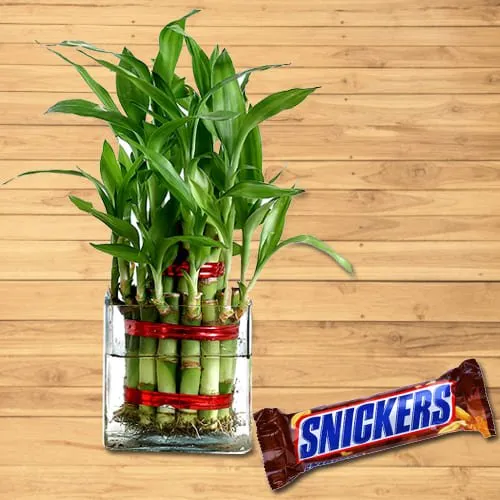 Budding 2 Tier Lucky Bamboo Plant in Glass Pot with Snickers
