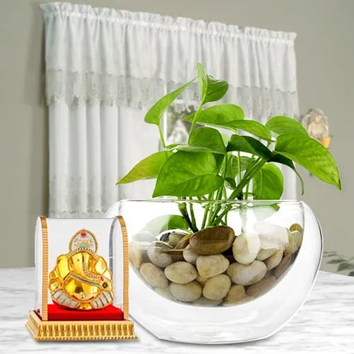Order Money Plant in Glass Vase with Vighnesh Ganesh Murti