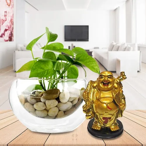 Order Money Plant in Glass Vase with Laughing Buddha