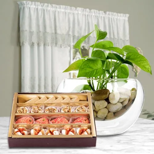 Buy Money Plant in Glass Pot with Haldirams Assorted Sweets