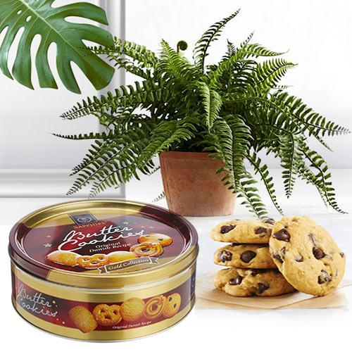 Fast-Growing Bostern Fern Indoor Plant with Cookies