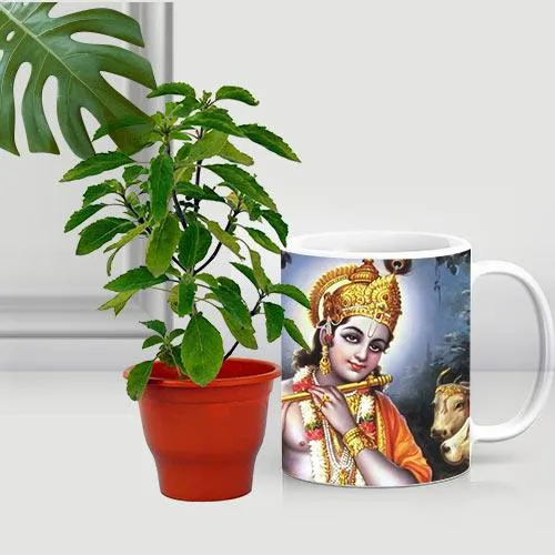 Premium Gift of Holy Tulsi Plant in a Coffee Mug