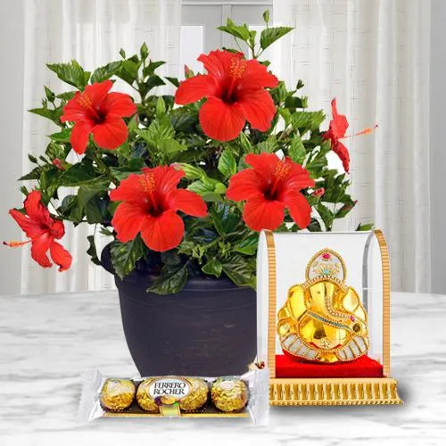 Good Luck Hibiscus Plant with Ganesh Idol N Chocolate