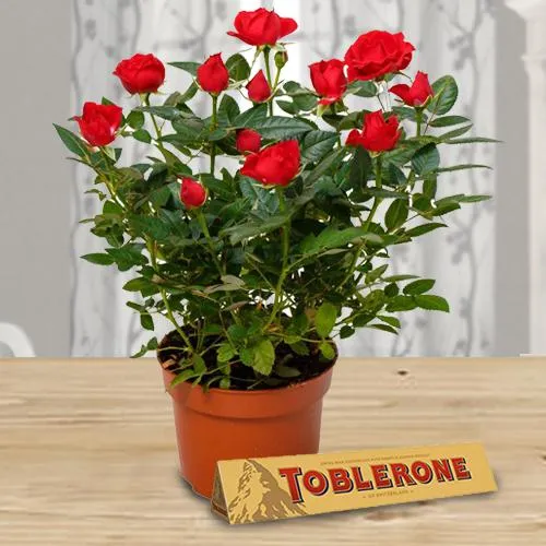 Blossoming Gift of Red Rose Plant with Chocolate Treat