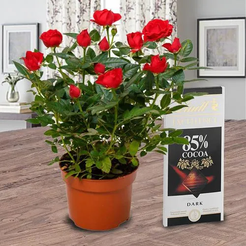 Graceful Red Rose Plant N Chocolate Bar Gift Combo