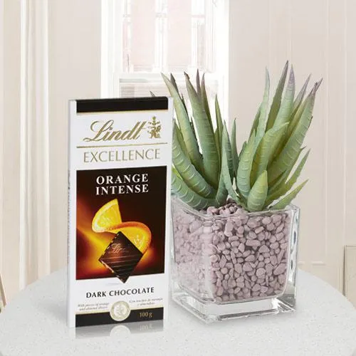 Delicate Combo of Aloe Vera Plant with Chocolate Bar