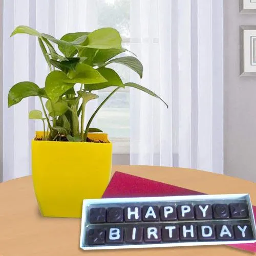 Special Happy Birthday Chocolate Gift with Money Plant