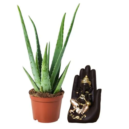 Potted Aloe Vera Plant with Handcrafted Palm Ganesha