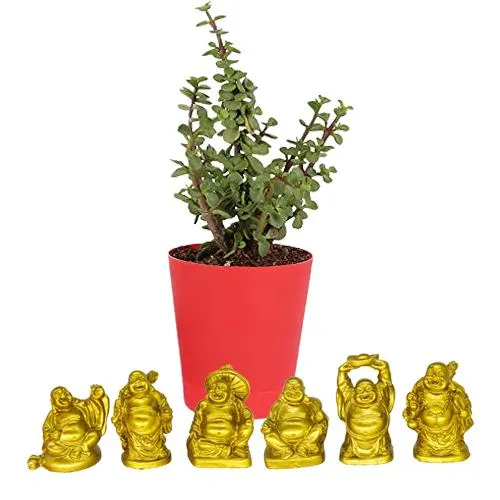 Elegant Jade Plant with Laughing Buddha Duo