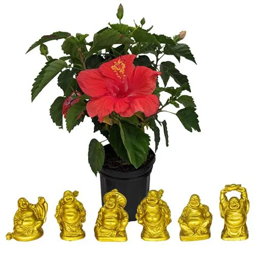 Blooming Hibiscus Plant with Laughing Buddha Set