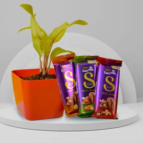 Air Purifying Philodendron Plant n Tempting Chocolate Duo