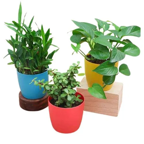 Set of 3 Air Purifying Plants in Multicolor Pots