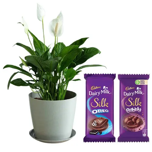 Air Purifying Peace Lily Plant with Exquisite Chocolates