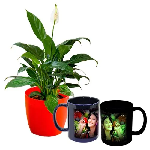 Air Purifying Peace Lily Plant n Personalize Radium Mug Duo